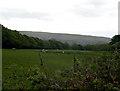 Sheep graze with Graig Fawr in background