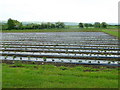 ST7077 : Strawberry fields by Jonathan Billinger