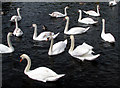 An eyrar of swans on the Six Mile Water