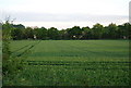 Wheat field near Grange Farm