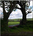 Two trees and improvised gate