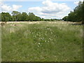 Cowards Marsh, cotton-grass