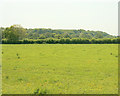 2009 : Field with buttercups near Great Cheverell