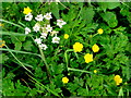 Cow Parsley and Buttercup