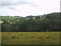 Field of buttercups by the track to Lower Rollestone