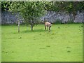 M4304 : The Deer Pen - Coole Demesne Townland by Mac McCarron