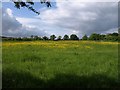 Meadow beside Lake Lane