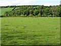 Fields and woodland at Naughton Farm