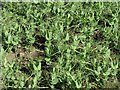 Young pea plants at Kilburns