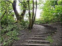 SJ9594 : Steps out of Gower Hey Wood by Gerald England