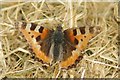 Tired Tortoiseshell