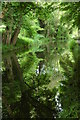 Trees reflected in the Monmouthshire and Brecon Canal