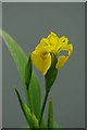 TL4211 : Wild Yellow Iris by Glyn Baker