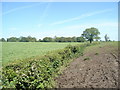 Copse south of Willaston