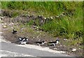 House Martin Construction Site