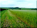 Bridle Path near Thorncombe Farm