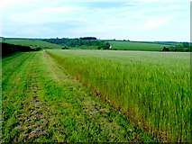ST7300 : Bridle Path near Thorncombe Farm by Nigel Mykura
