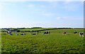 Cattle near Cheselbourne