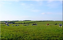 ST7600 : Cattle near Cheselbourne by Nigel Mykura