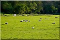 ST7501 : Sheep near Cheselbourne by Nigel Mykura