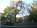 Palace Green in the Evening Sun