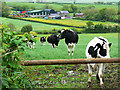 Llwyncelyn, near Pwll-trap