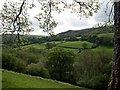 Woodland down to River Cothi