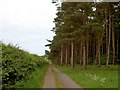 Track alongside the edge of the forest