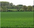 Farmland east of Market Bosworth