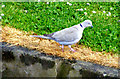 A Collared Dove at Lossiemouth