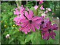 NT9352 : Red Campion by Barbara Carr