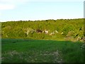 View across the Devils brook Dewlish