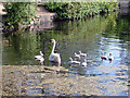 Swan with eight cygnets