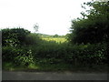 View through the hedge in Hawkley Road