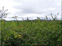 M4007 : Whitethorn hedge and silage field - Caherglassaun Townland by Mac McCarron