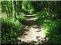 Bridleway in Scathes Wood