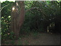 Footpath in Ightham Common