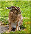 Brown Hare