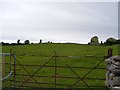 M3509 : Pasture - Carrownamaddra Townland by Mac McCarron