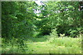 Woodland glade, Bunny Lane near Frant