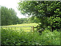 Footpath from Hawkley Road to Cheesecomb Farm