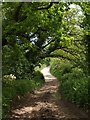 Bridleway near Pruston Barton