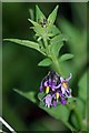 Solanum dulcamara