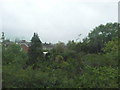 Romsey : Bushes & Rooftops