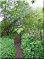 Public footpath through wood