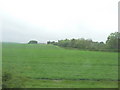 Wylye Valley : Grassy Field