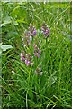 Southern Marsh Orchid?