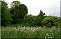 Pond in Trotshill hamlet