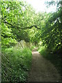 A wavy fence within Warren Copse