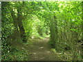 Long distance footpath heading through Warren Copse